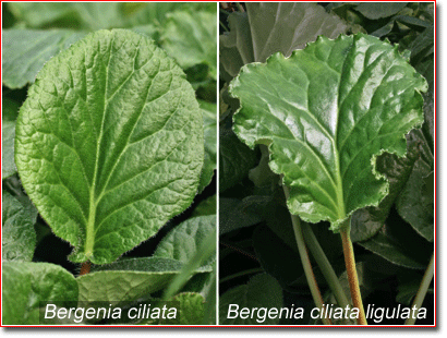 ciliata ssp.ligulata - Click Image to Close